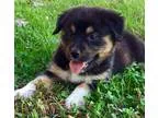 Adopt Honey a Tricolor (TanBrown and Black and White) Australian