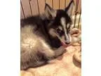 Siberian Husky DOG FOR ADOPTION RGADN-338564 - KaiduUPDATE