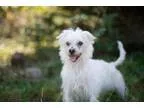 Adopt Sammy a Terrier
