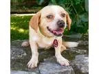 Adopt Shelley a TanYellowFawn - with White Pug  Dachshund  Mixed