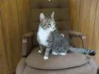Adopt Tag a Tabby