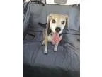 Beagle DOG FOR ADOPTION RGADN-329814 - Murray - Beagle Dog For A