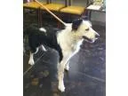 Adopt Roxanne a Tricolor (TanBrown and Black and White) Cattle D