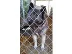 Adopt Thunder a Norwegian Elkhound