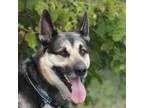 German Shepherd Dog DOG FOR ADOPTION RGADN-23911 - Duke - German
