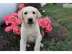 Lab puppy with health guarantee