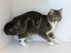 Adopt CHARITY a Domestic Short Hair