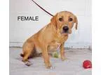 Unknown-Labrador Retriever Mix DOG FOR ADOPTION RGADN-364925 - A