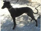 Whippet DOG FOR ADOPTION RGADN-363520 - 8 Ball - Whippet (short 