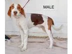 Unknown-Beagle Mix DOG FOR ADOPTION RGADN-365629 - Avail1025 Pen