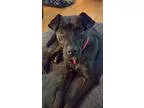 Pug-Labrador Retriever Mix DOG FOR ADOPTION RGADN-326551 - Betty