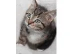 Adopt Armani a Brown Tabby Domestic Shorthair  Mixed (short coat