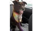 Adopt Phoebe a Black - with Brown Red Golden Orange or Chestnut 