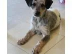 Adopt Denver a Merle Australian Cattle Dog  Catahoula Leopard Do