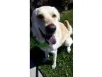 Labrador Retriever DOG FOR ADOPTION RGADN-361222 - Beau - Labrad