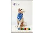 Unknown-Poodle (Miniature) Mix DOG FOR ADOPTION RGADN-356023 - H