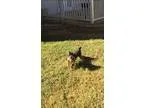 Yorkshire Terrier PUPPY FOR SALE ADN-18780 - Rocky