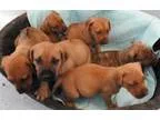 Adopt RHODESIAN RIDGEBACK PUPPIES a Rhodesian Ridgeback
