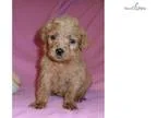 Butterscotch Goldendoodle puppy for Sale in Ohio