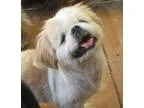 Pekingese DOG FOR ADOPTION RGADN-184143 - Vivian - Pekingese (me