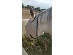 Grey Mare for sale