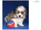 Basil Male ShihChon puppy for Sale in Ohio