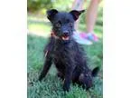 Unknown-Cairn Terrier Mix DOG FOR ADOPTION RGADN-328564 - Katink