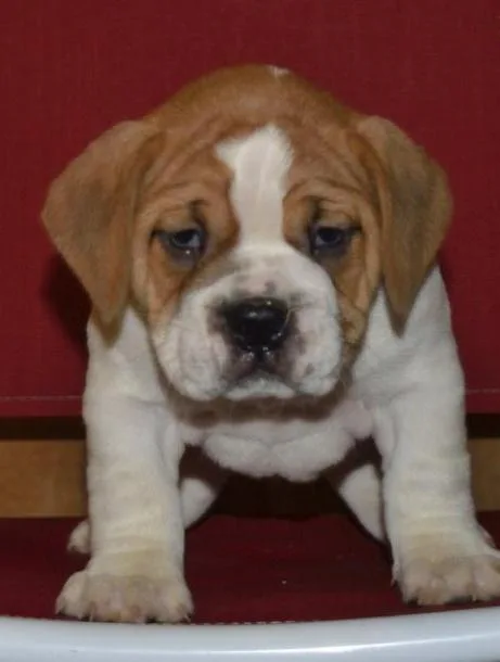  beabull puppy
