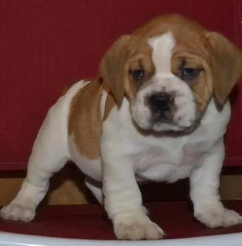  beabull puppy