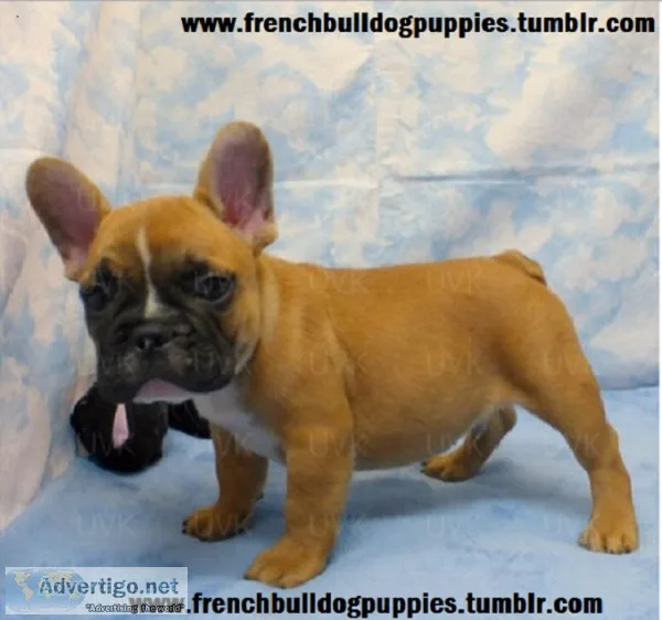 Fresh tails docked french bulldog