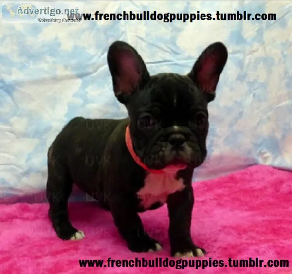 Sweetest french bulldog for xmas