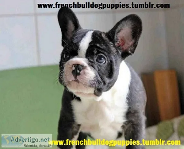 11 weeks old fresh french bulldog puppie