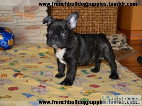 Clean french bulldog puppies ready 2 go