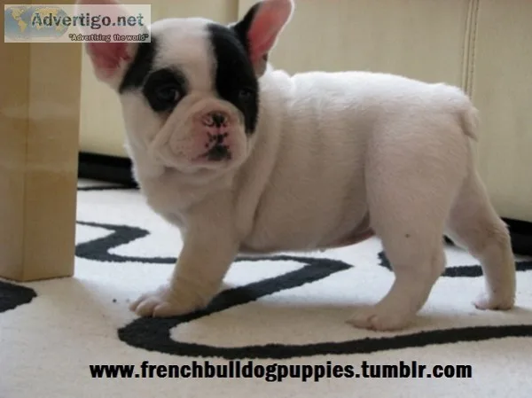 Beautiful fluffy french bulldog puppies