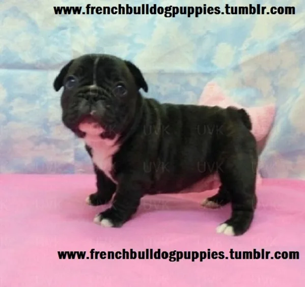 Soft fluffy french bulldog puppies