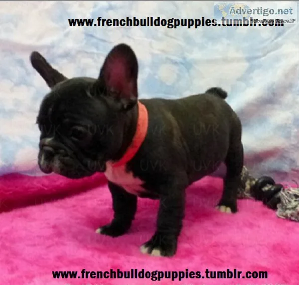 Tely stunning ice white micro tiny babie