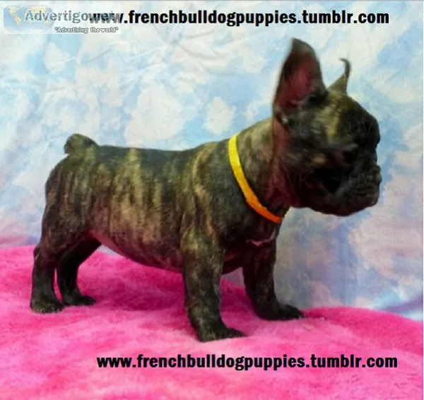 Cute french bulldog puppiesthese precio