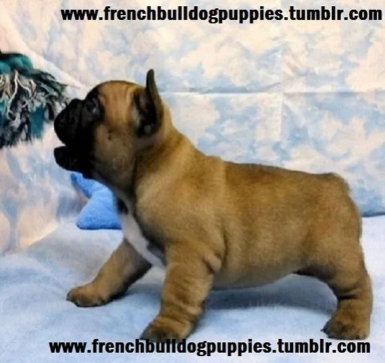 Milky french bulldog puppies