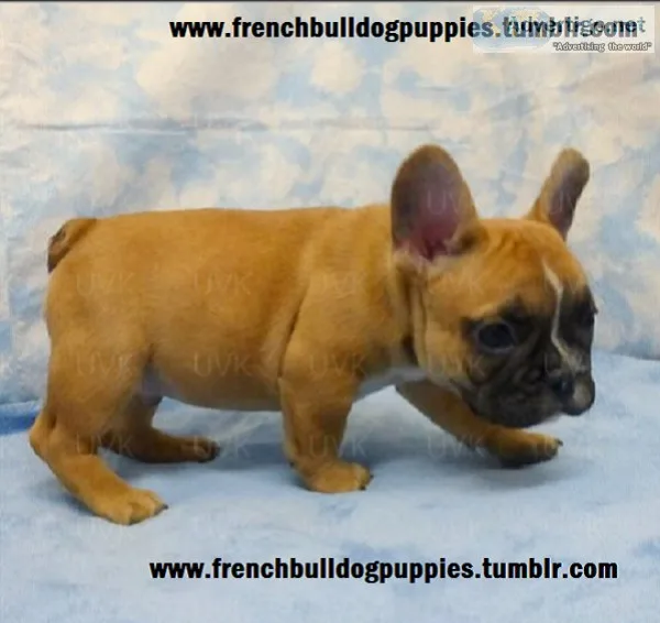  full breed brindle french bulldog,  he 