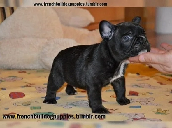 Akc certified french bulldog puppies
