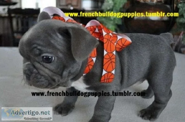 Akc french bulldog puppies fully vet 