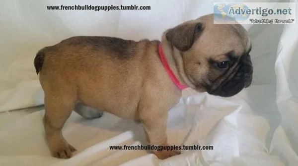 Home-raised vaccinated french bulldog pp