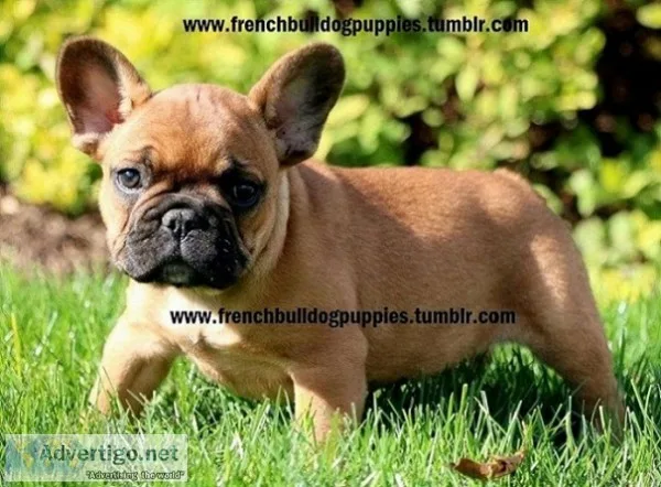 Quality home raised french bulldog pupps
