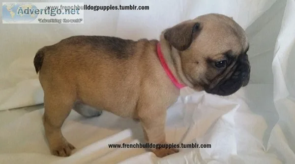 Frisky player french bulldog puppies