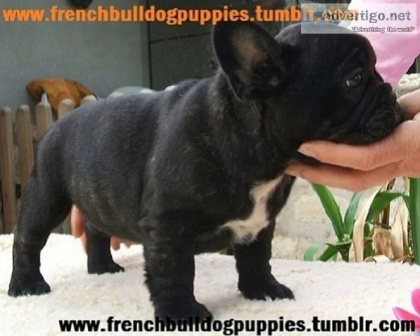Quality home trained french bulldog 