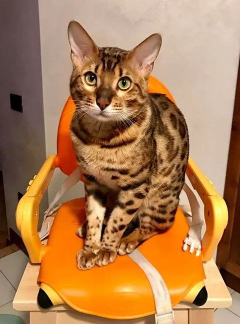 Bruno - Male Domestic Shorthair