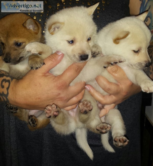 Shiba Inu Puppies Shiba Inu Puppies M United States