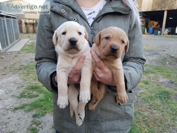 Labrador puppies for sale(619) 659-7389