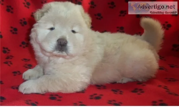 Chow chow puppies(619) 659-7389