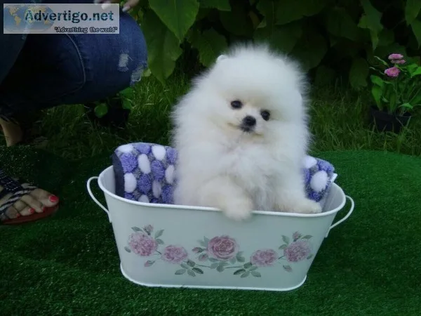 Pomeranian for sale(619) 659-7389